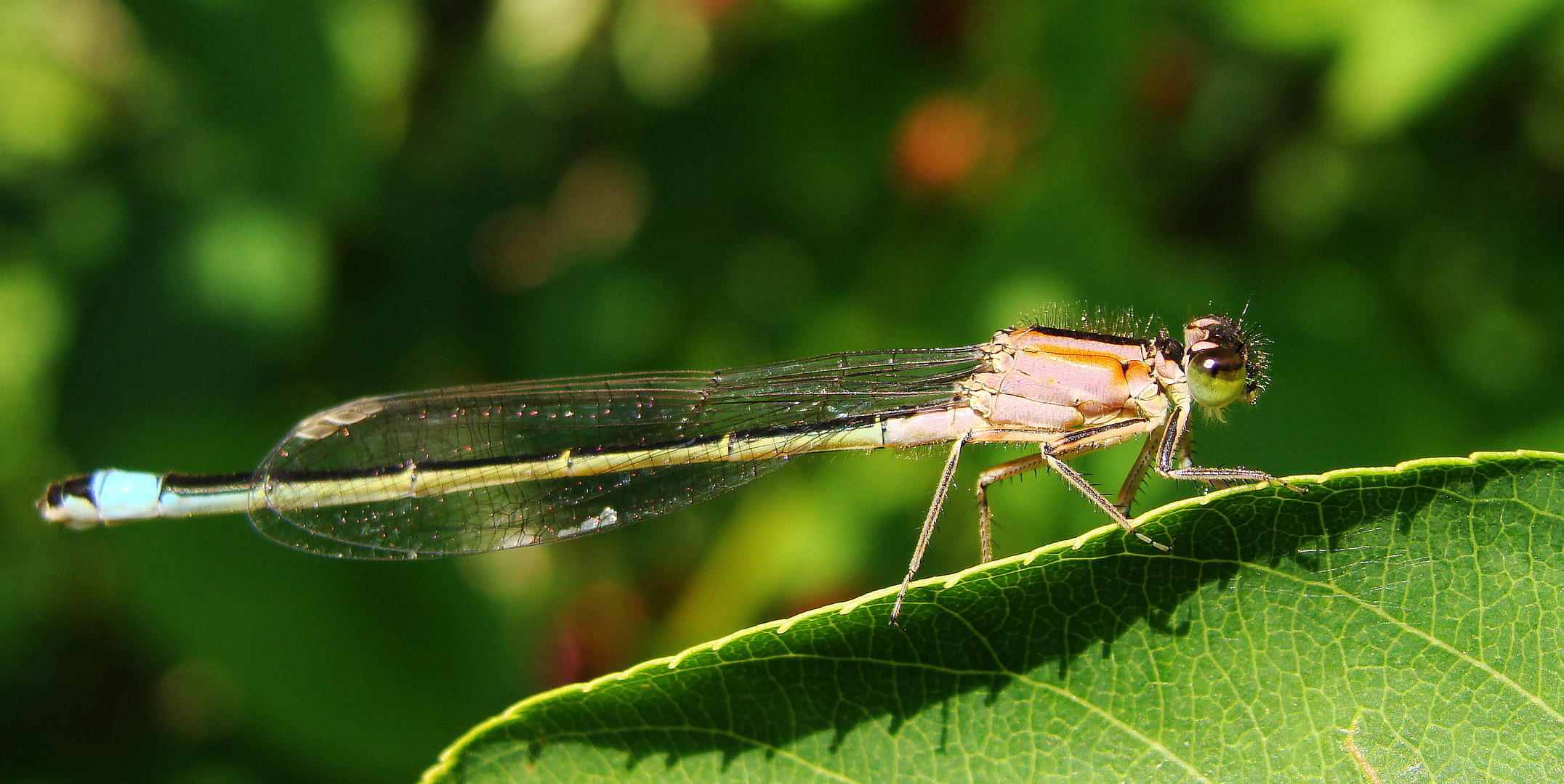 Libelle