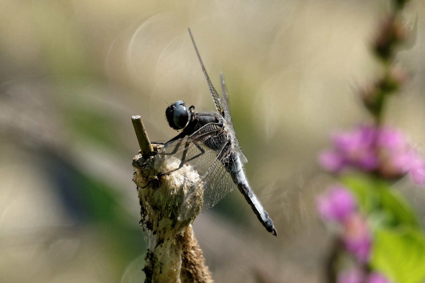 Libelle