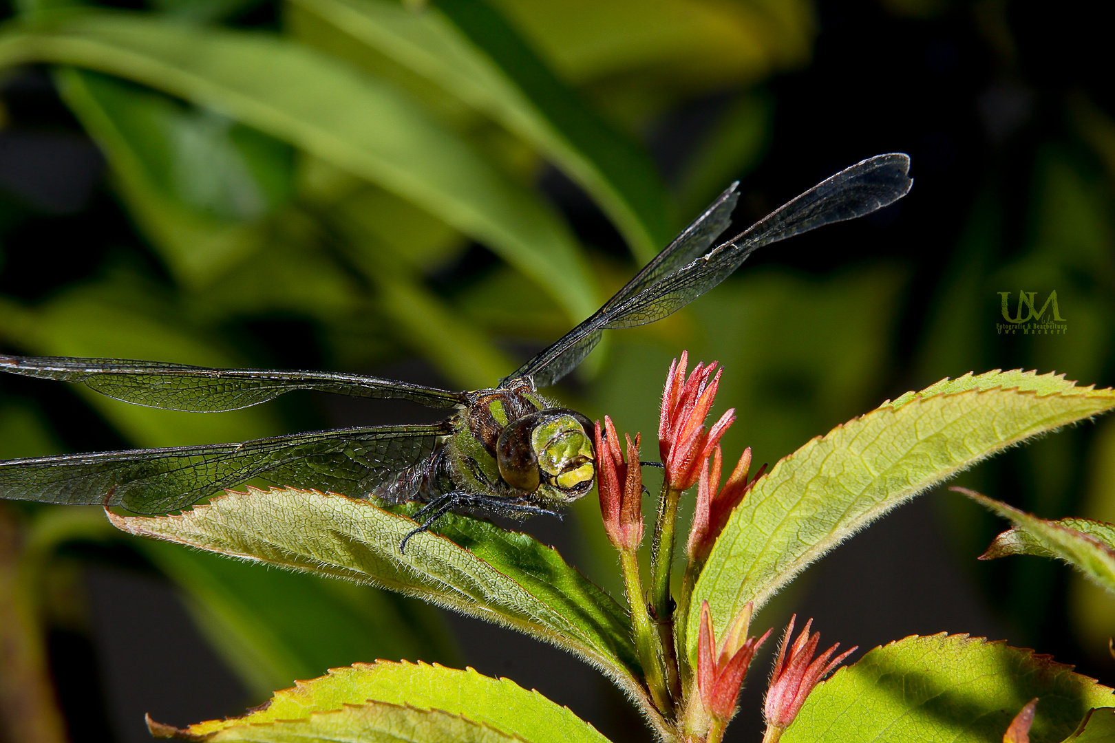 Libelle