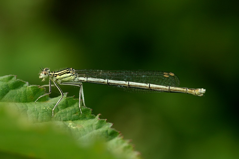 Libelle