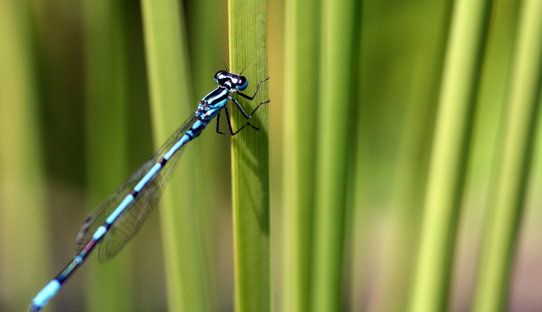 Libelle