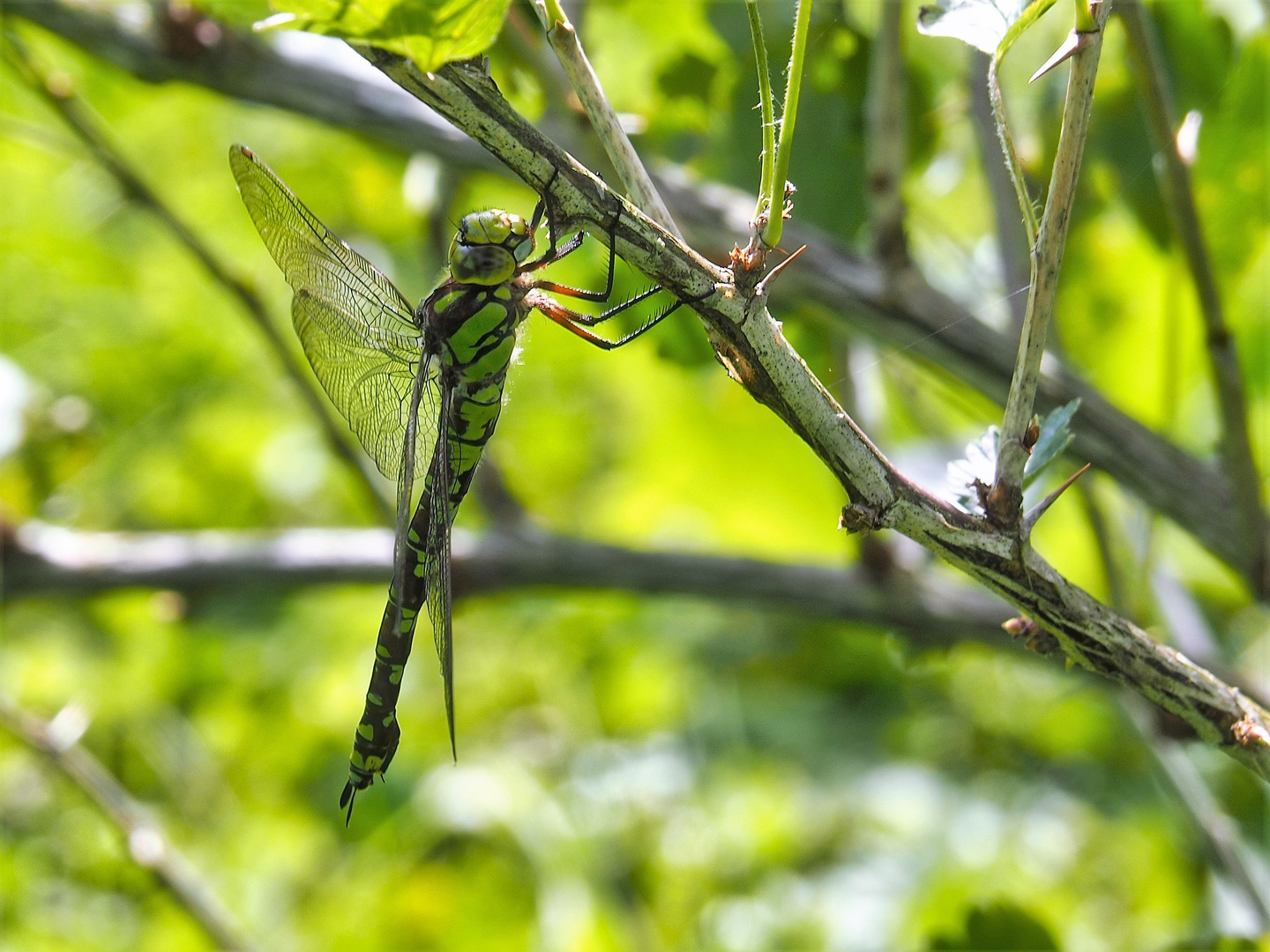 Libelle...