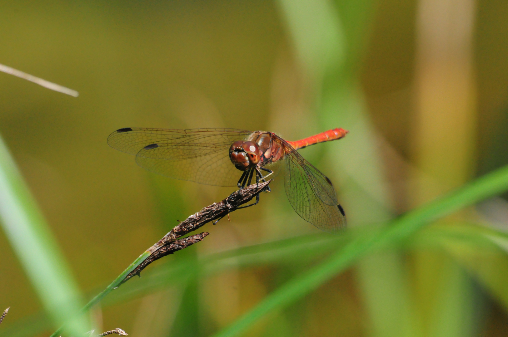 Libelle