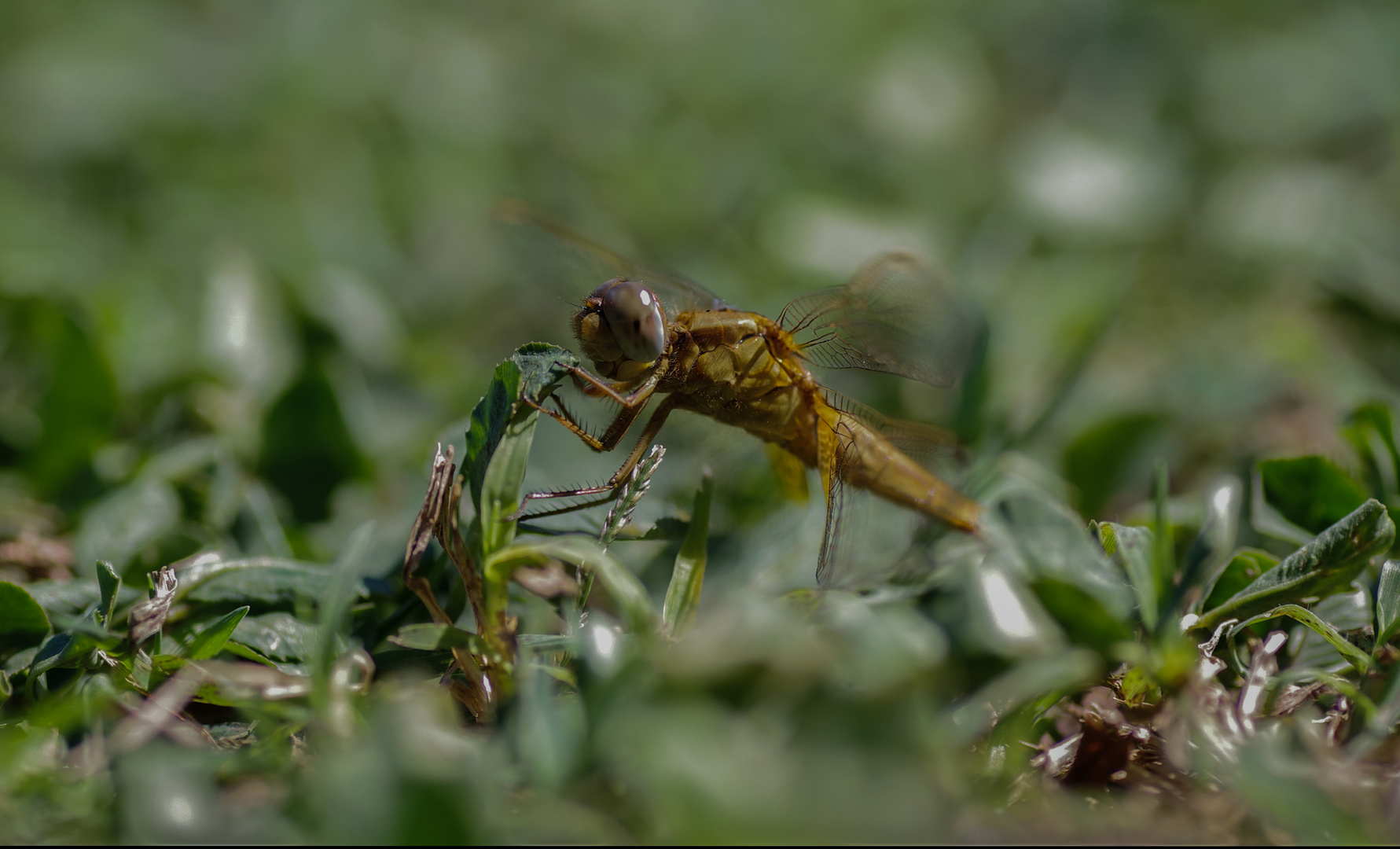 Libelle Carmargue