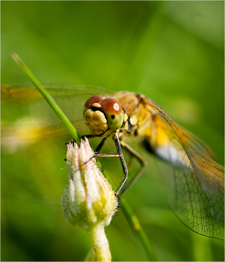 Libelle