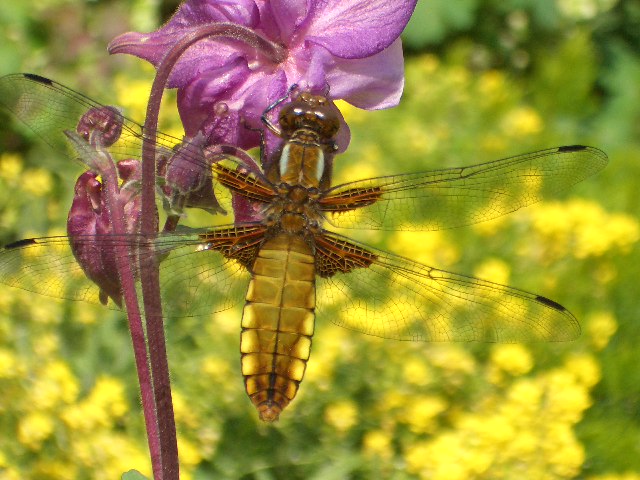 Libelle