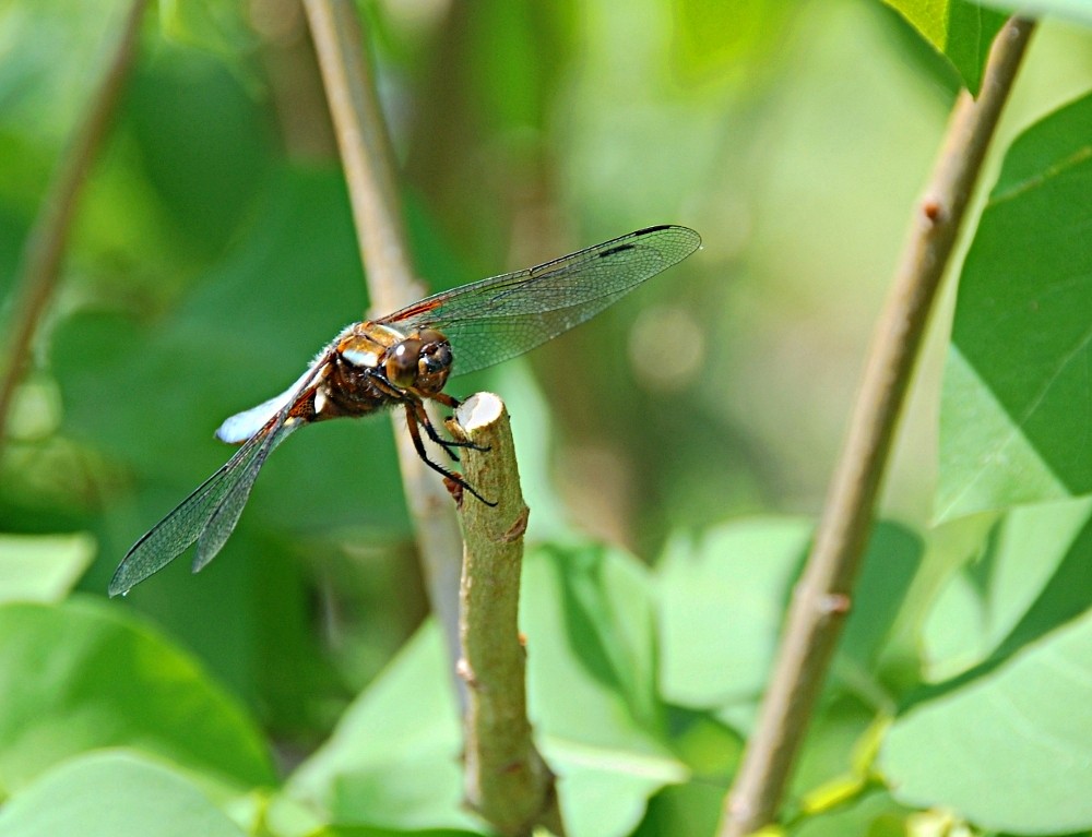 Libelle