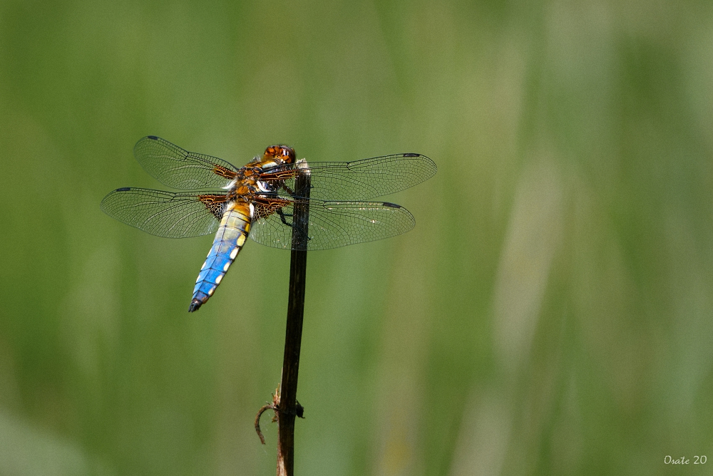 Libelle