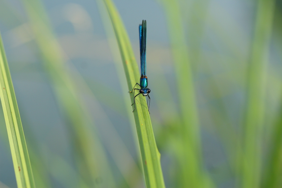 Libelle