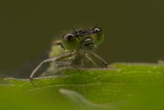 Libelle close up