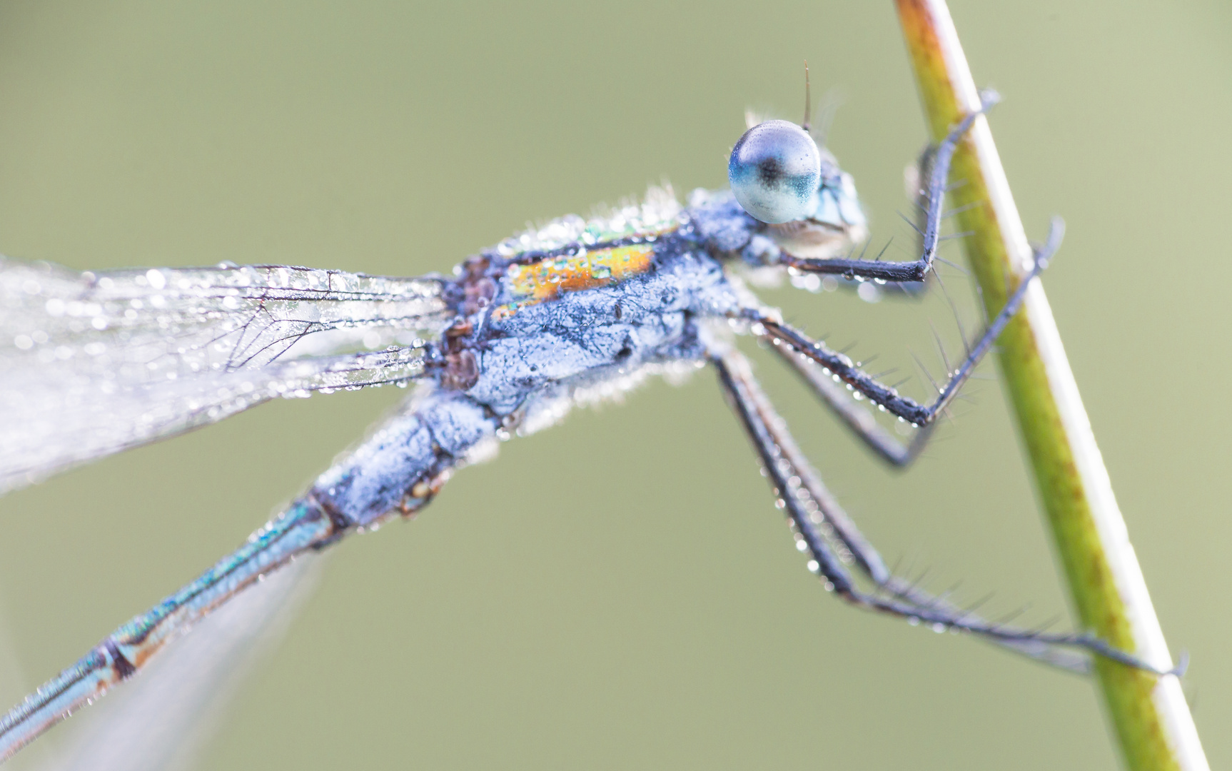 Libelle (Close-Up)