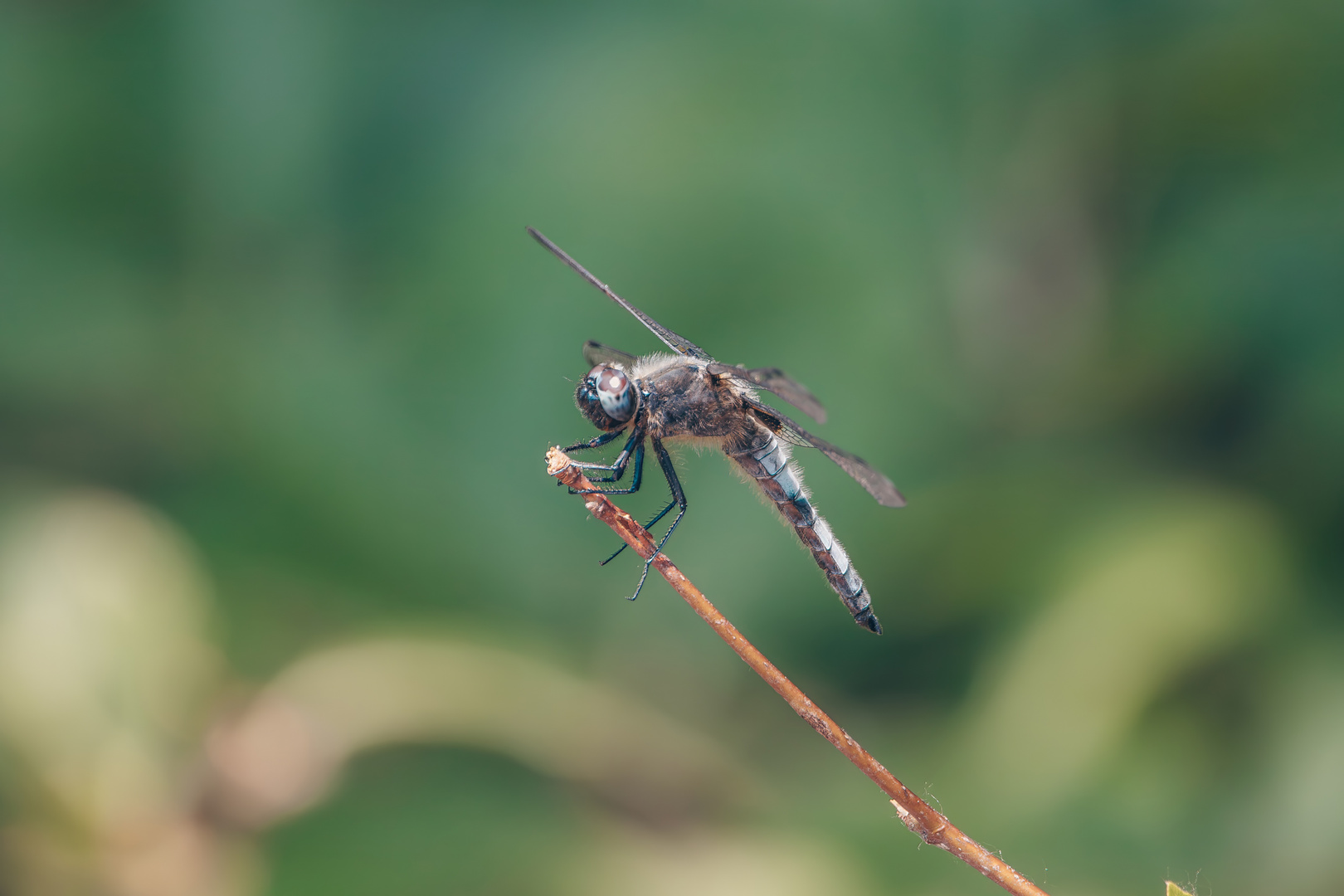 Libelle Closeup