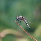 Libelle Closeup