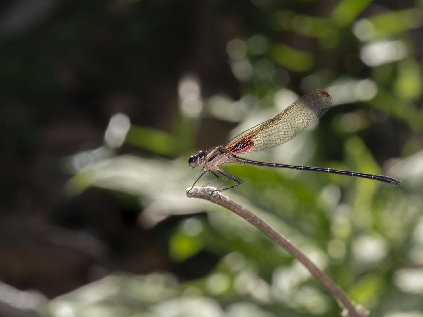 Libelle Costa Rica