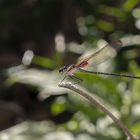 Libelle Costa Rica