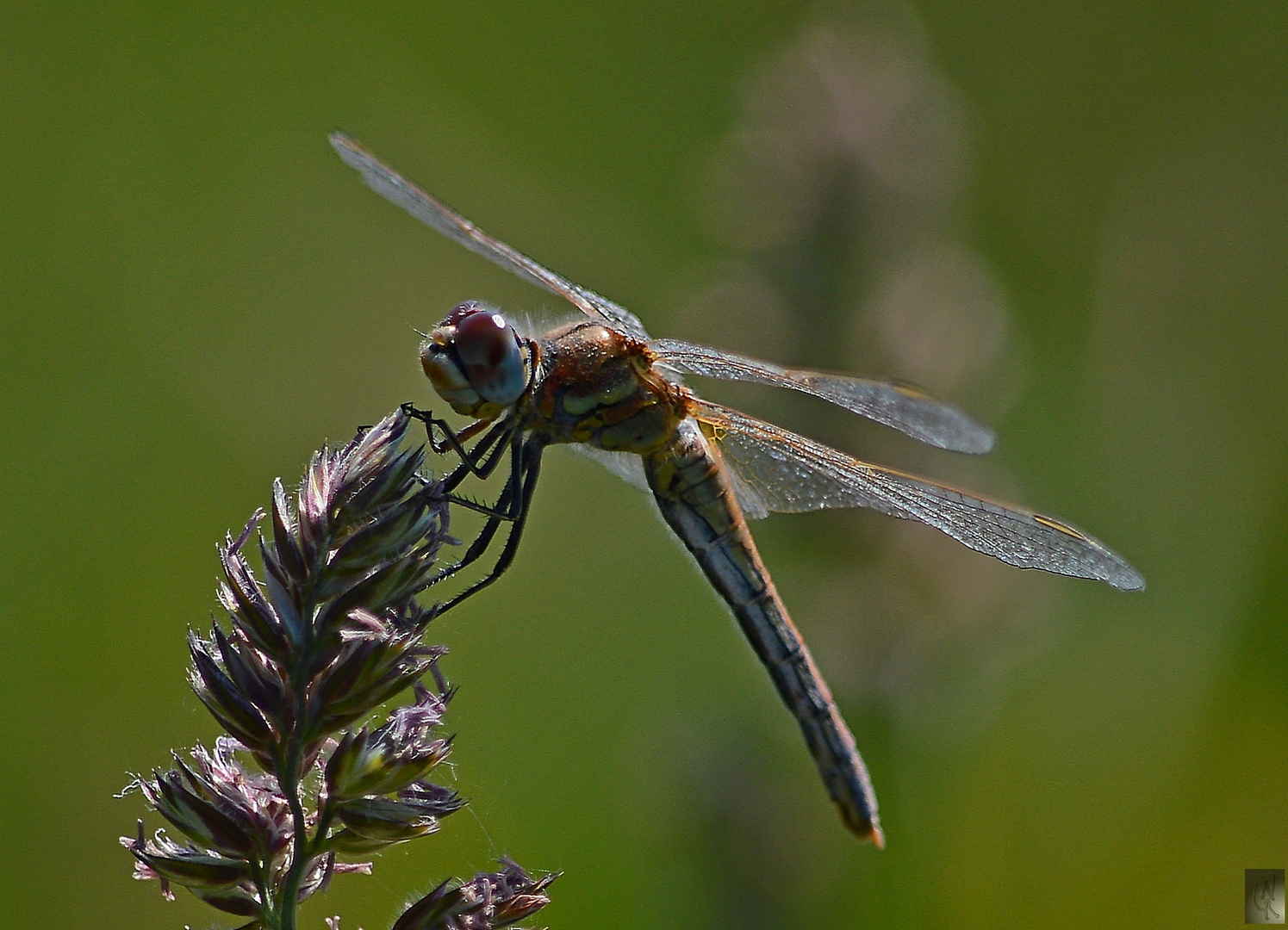 Libelle....