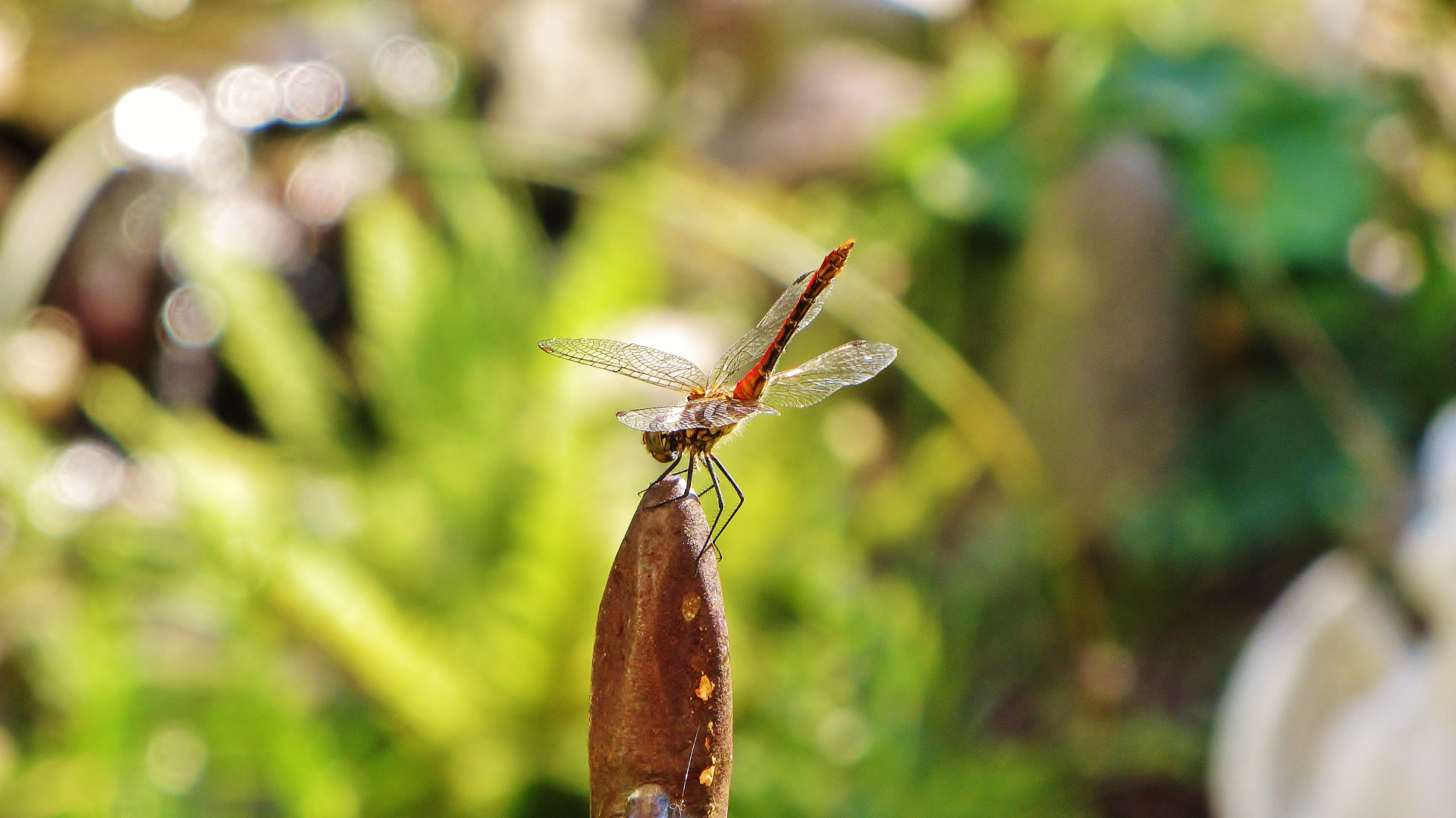 Libelle