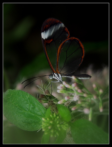 libelle by Dave Cosway 