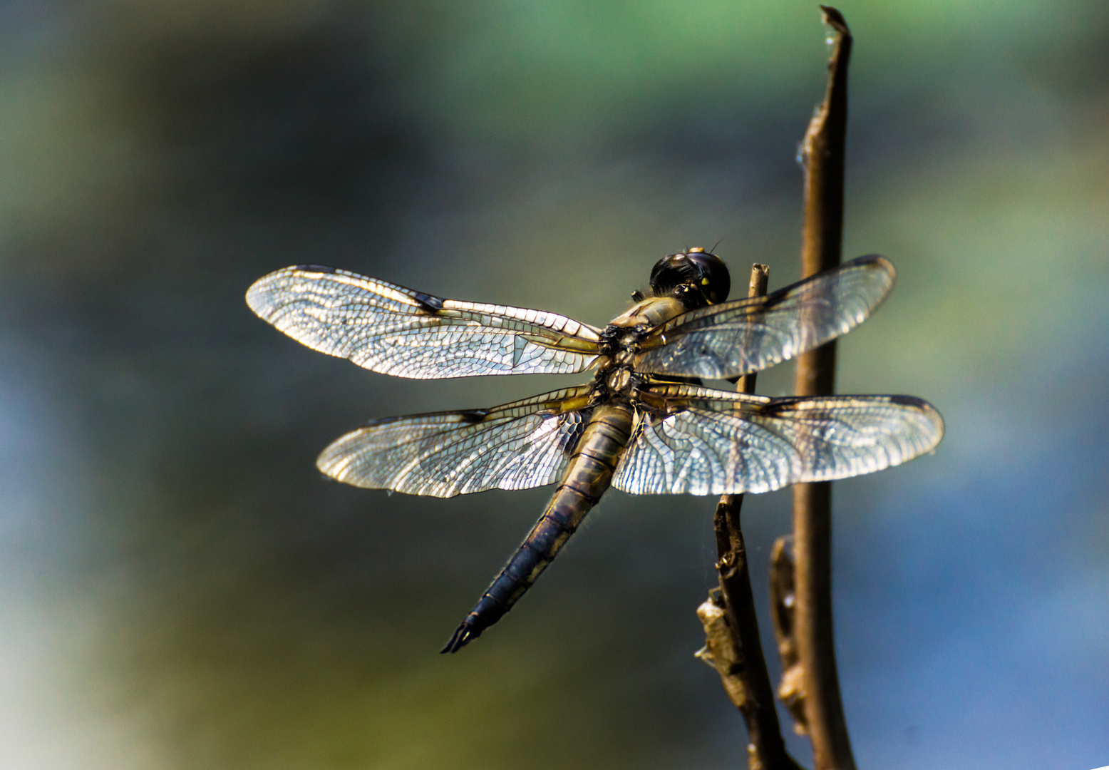 Libelle ...