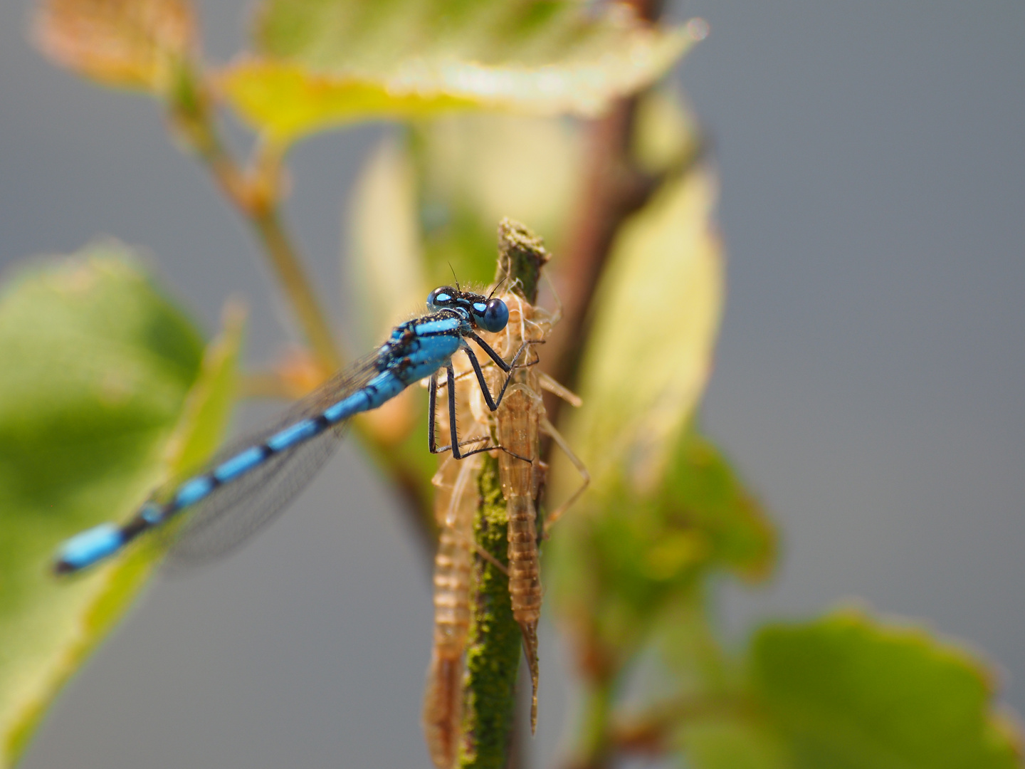 Libelle