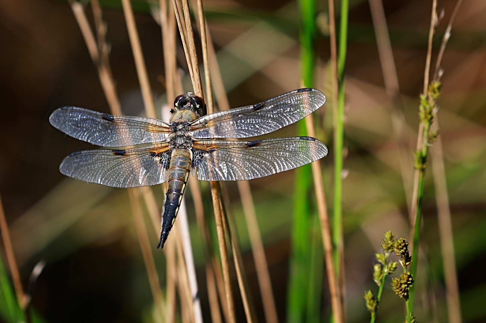 Libelle 