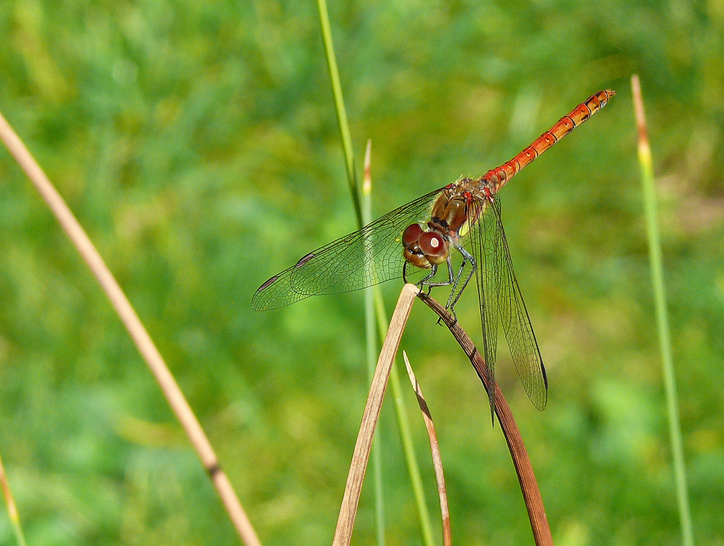 Libelle