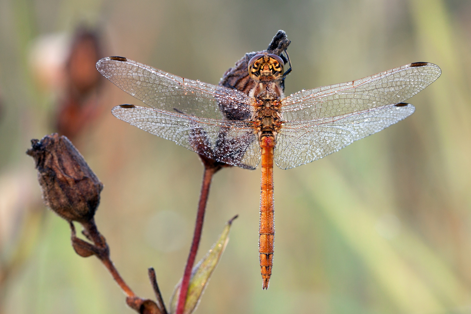 Libelle