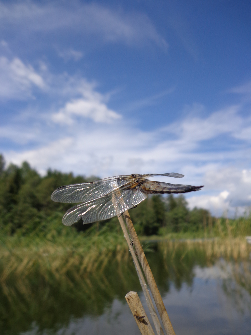 Libelle...