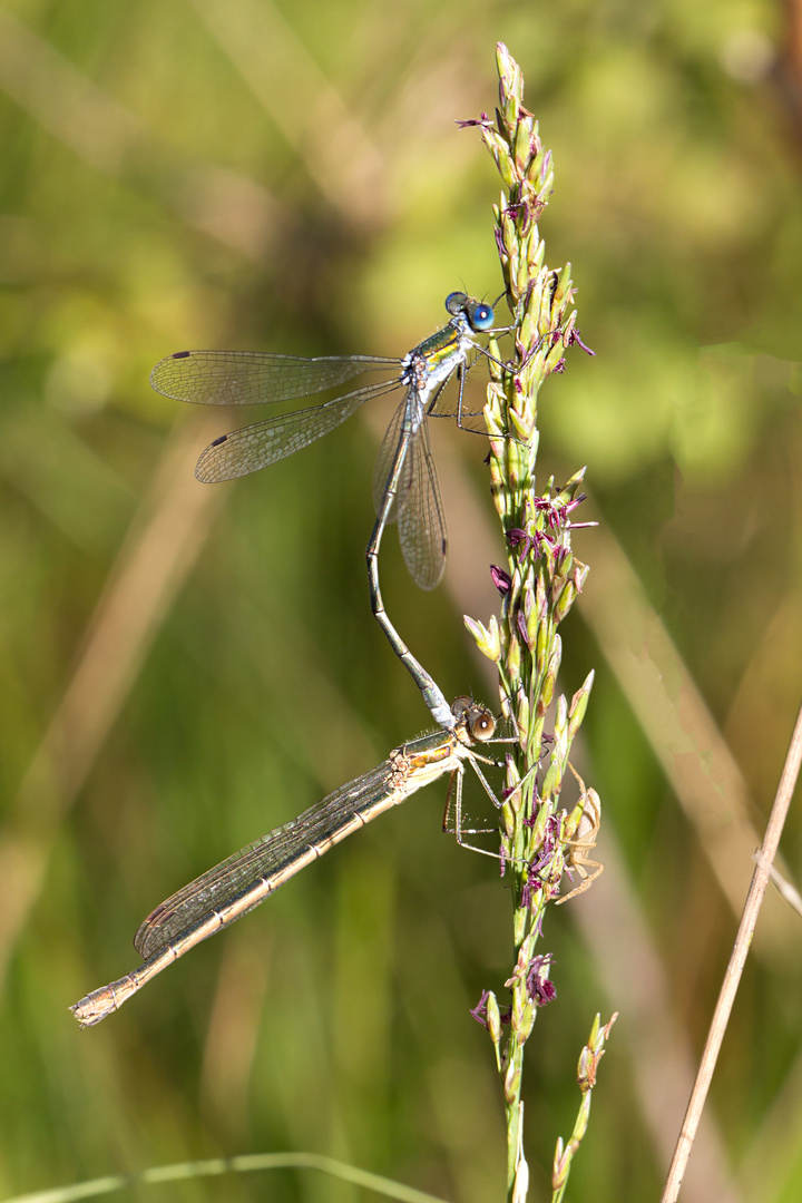 Libelle