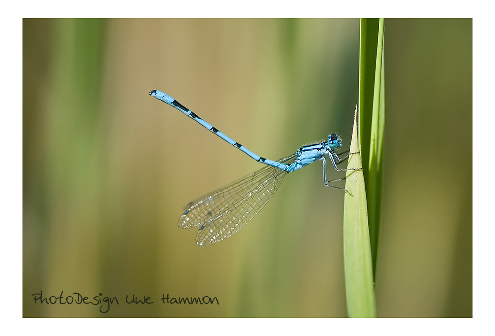 Libelle ...