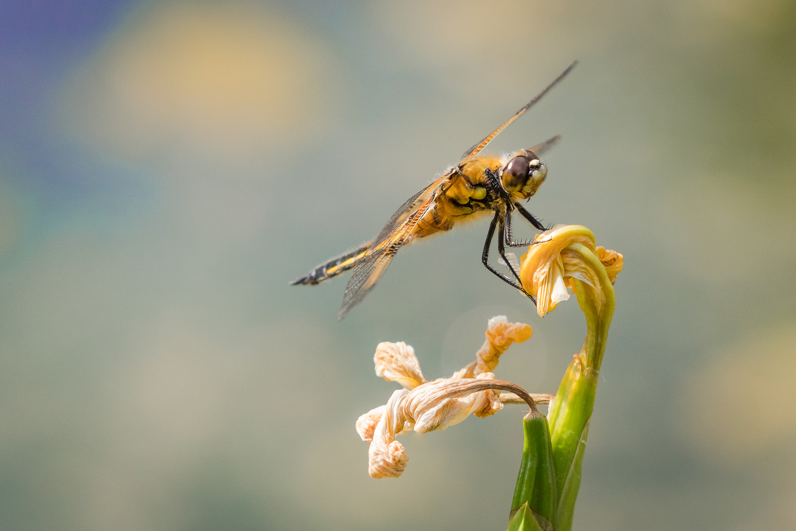 Libelle