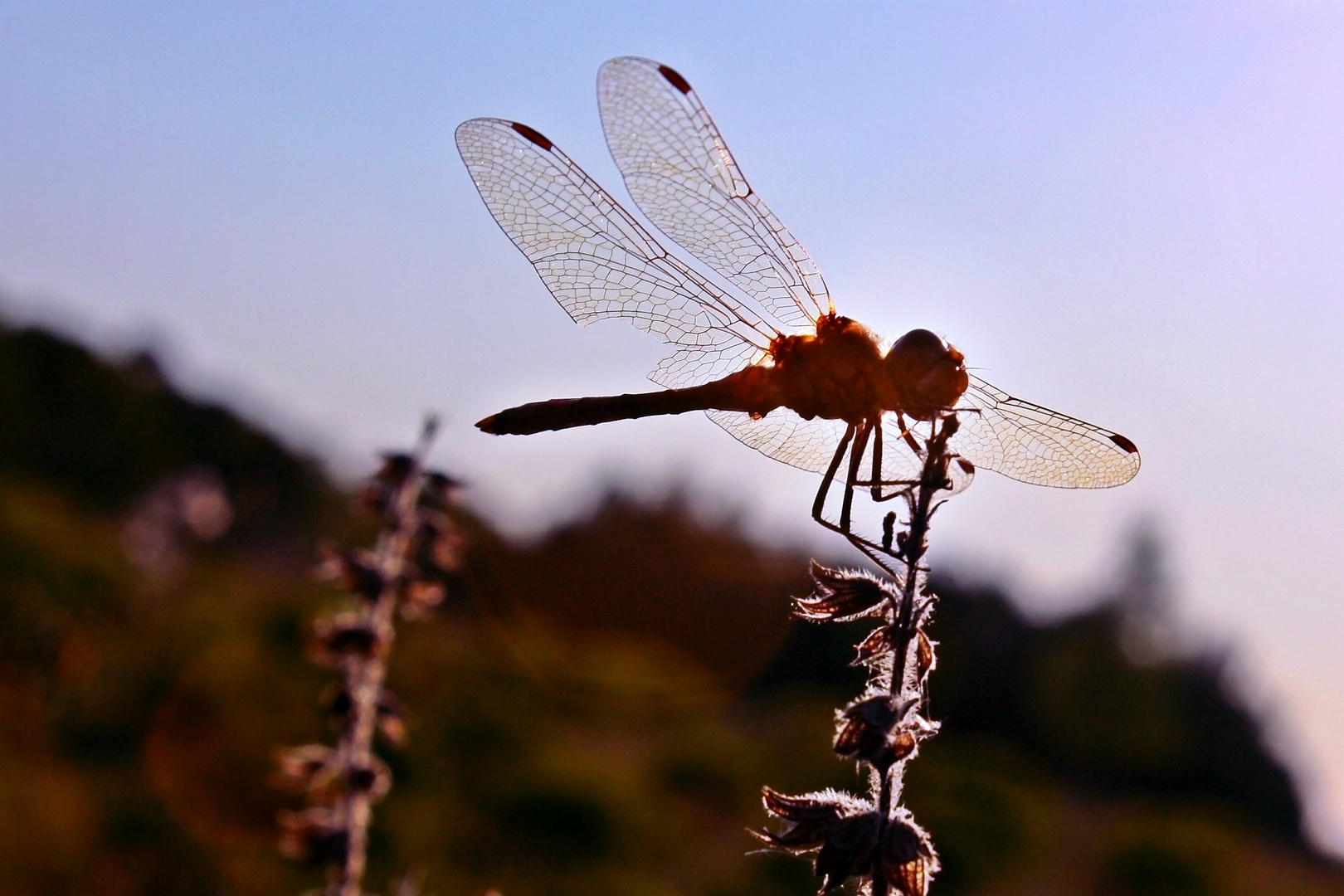 Libelle