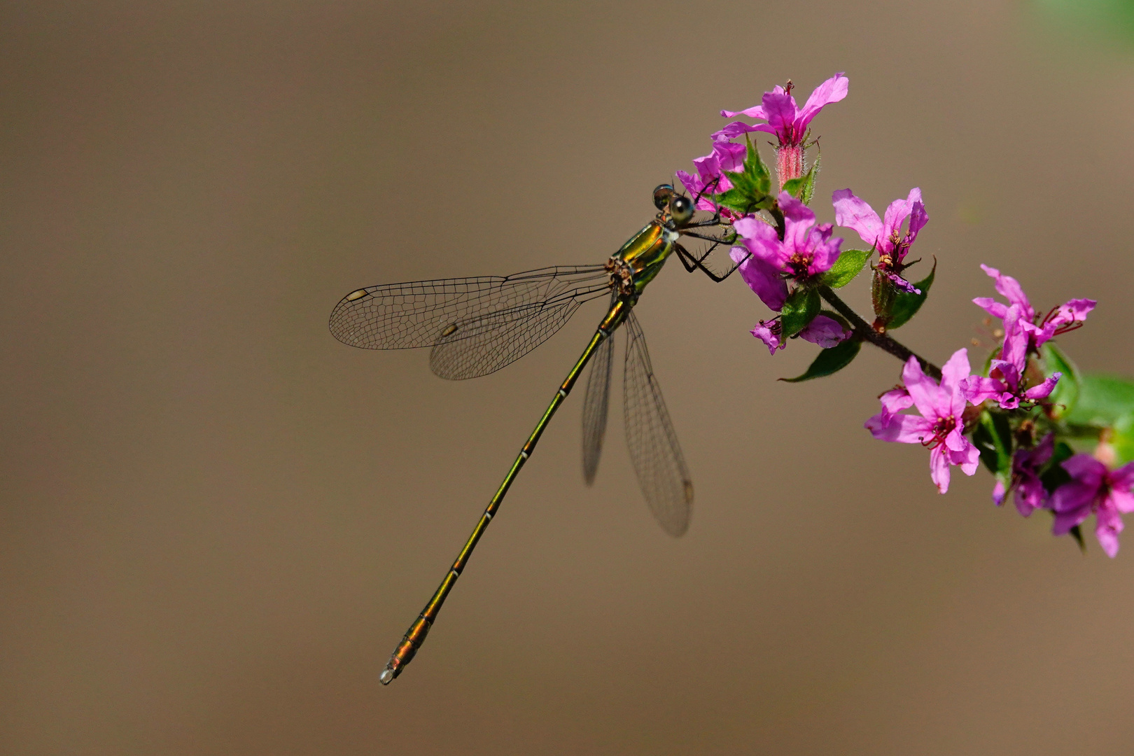 LIBELLE