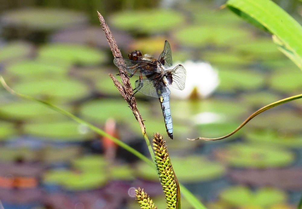 Libelle