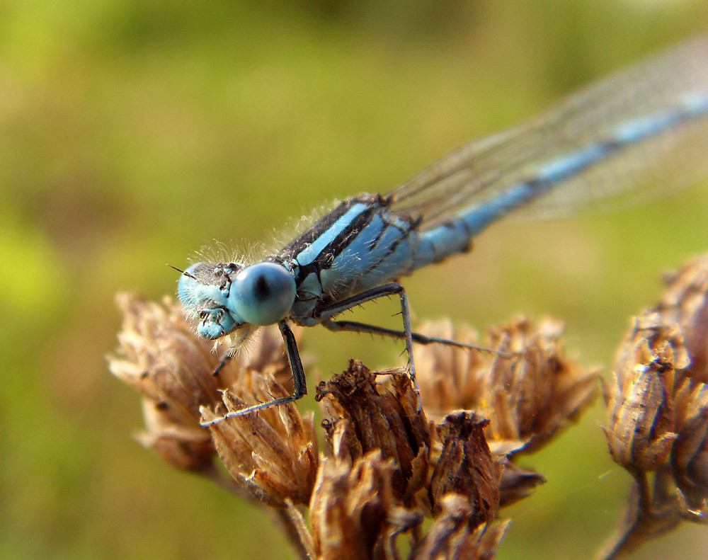 Libelle