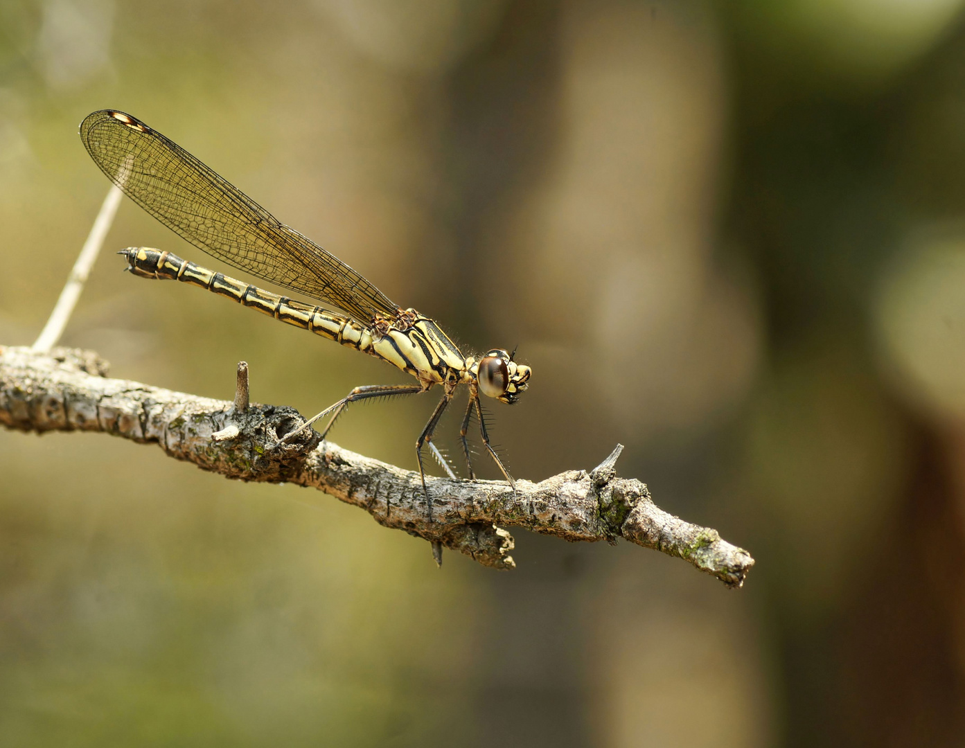 Libelle -  "Dancing Jewel" (Platycypha caligata)