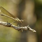 Libelle -  "Dancing Jewel" (Platycypha caligata)