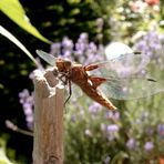 Libelle, Danke für das lange Stillhalten!