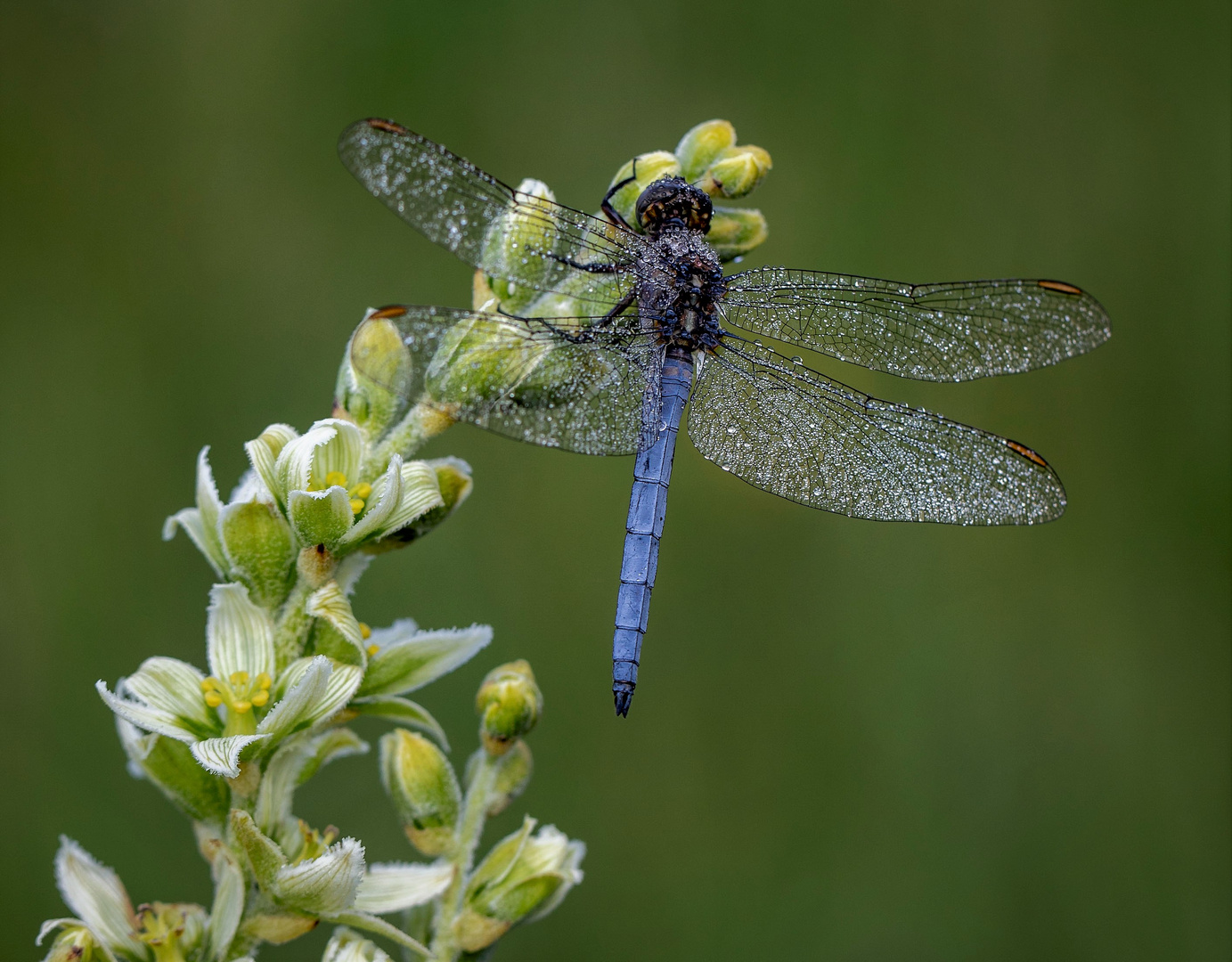 Libelle