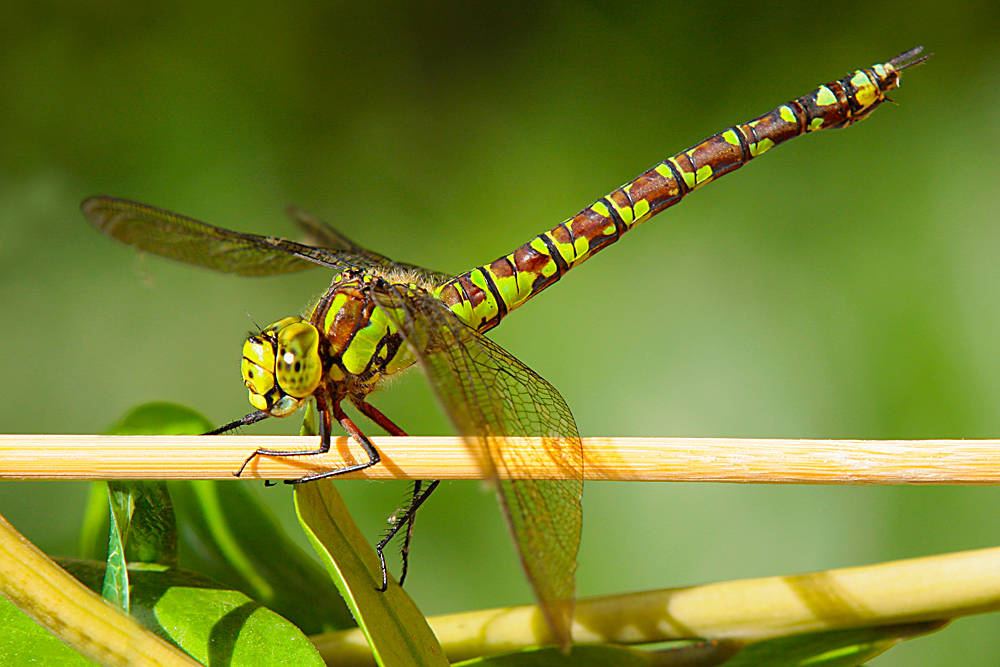 Libelle