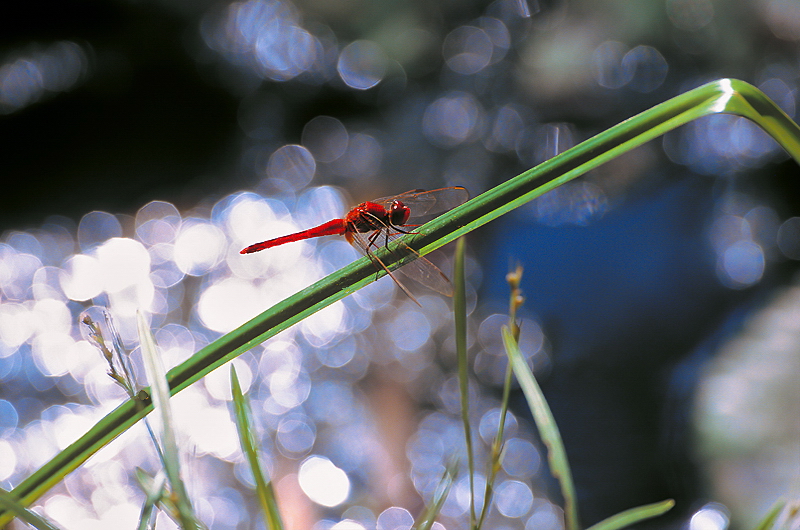 libelle