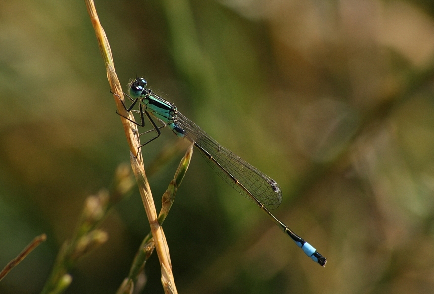 Libelle