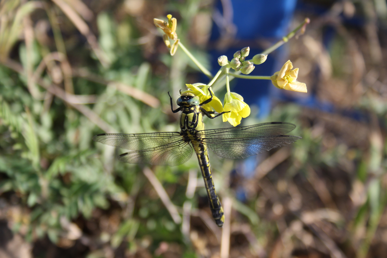 Libelle