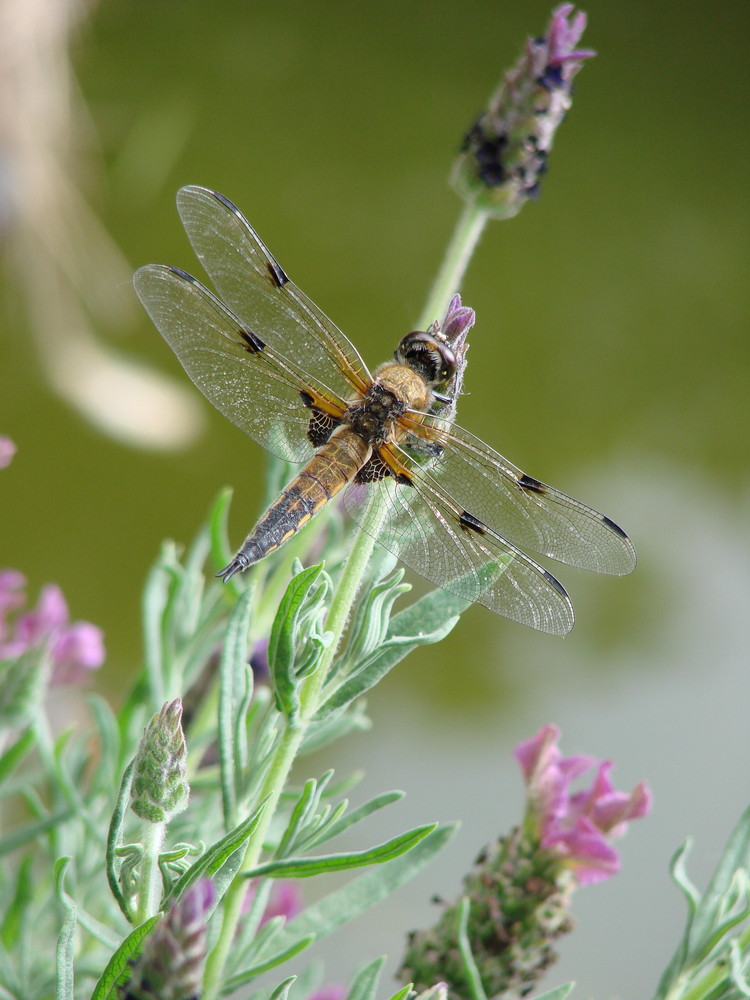 Libelle