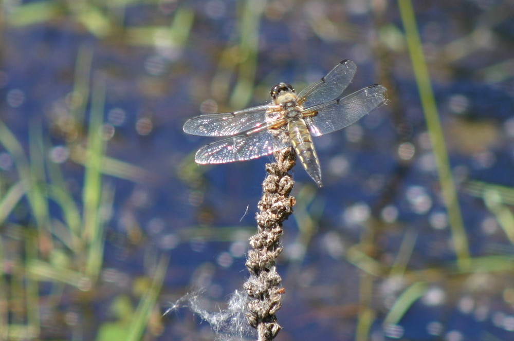 Libelle