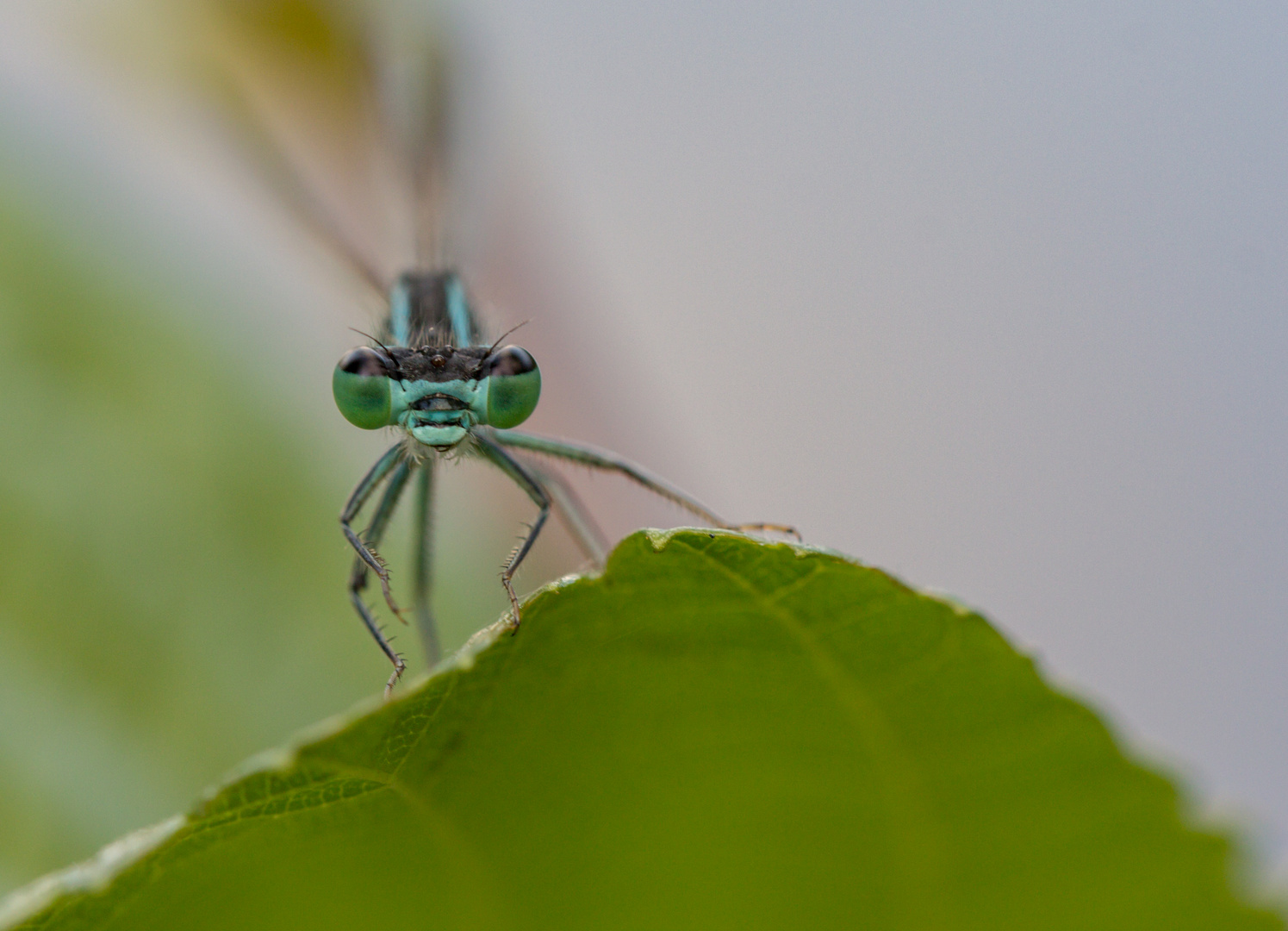 Libelle