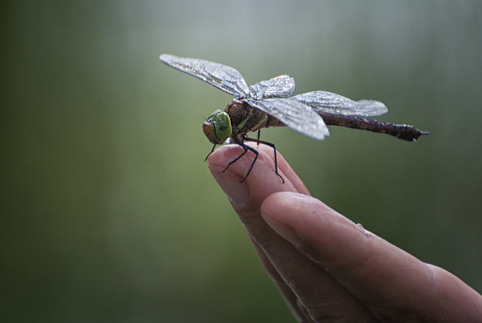 Libelle