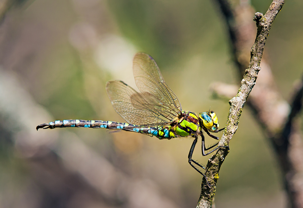 Libelle des Jahres 2012