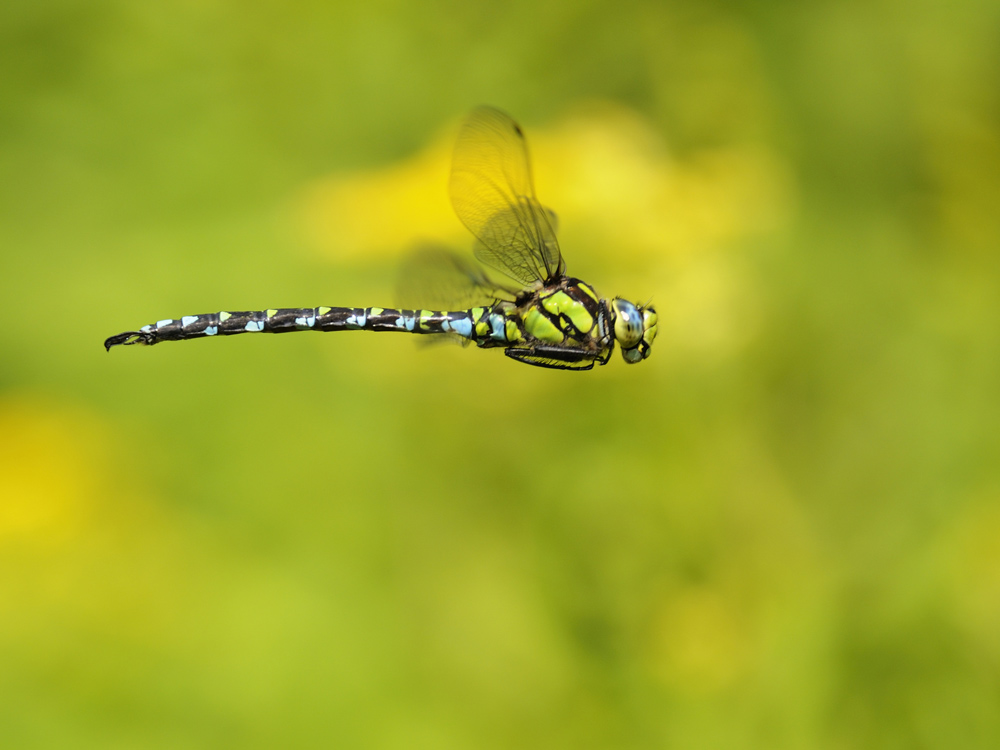 Libelle des Jahres 2012