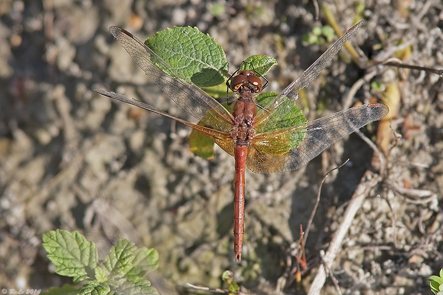 Libelle des Jahres 2015